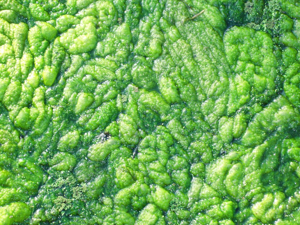 bloom-foam-gros-plan
