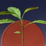 plante-feuilles-rond-rouge-fond-bleu