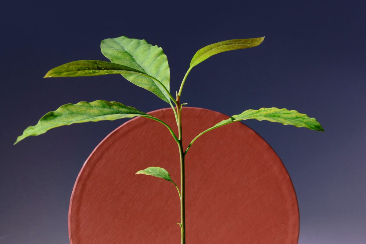 plante-feuilles-rond-rouge-fond-bleu