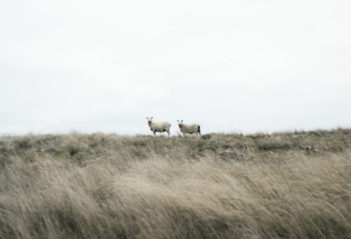 Mouton dans une prairie