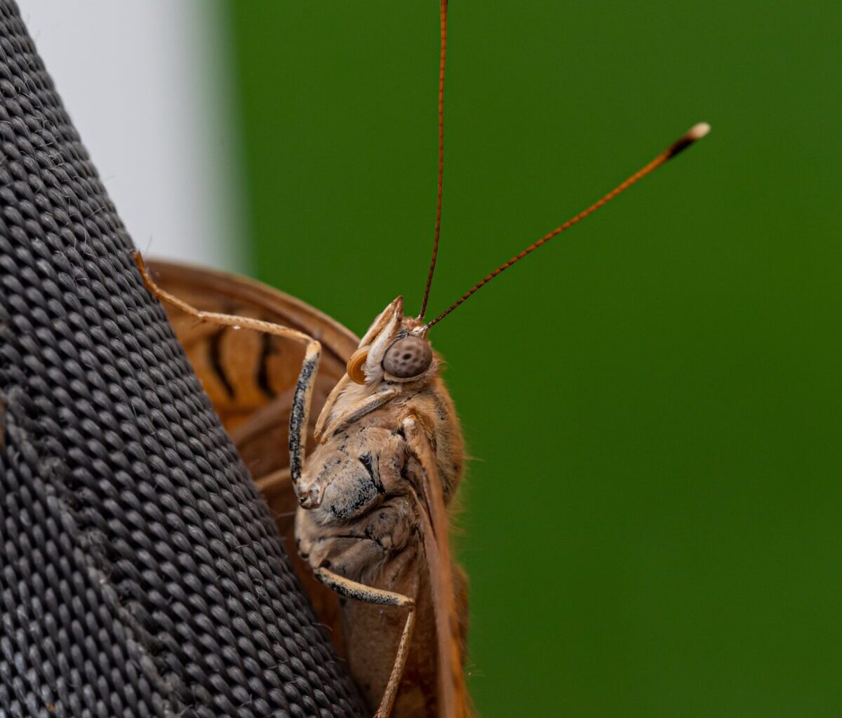 Lutter contre les mites : 11 astuces de grand-mère