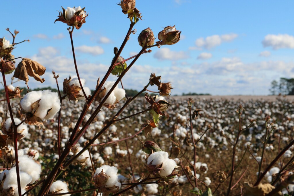 Zoom sur un plant de coton avec des champs entiers en fond.