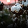 Des fleurs de coton dans un champs de coton