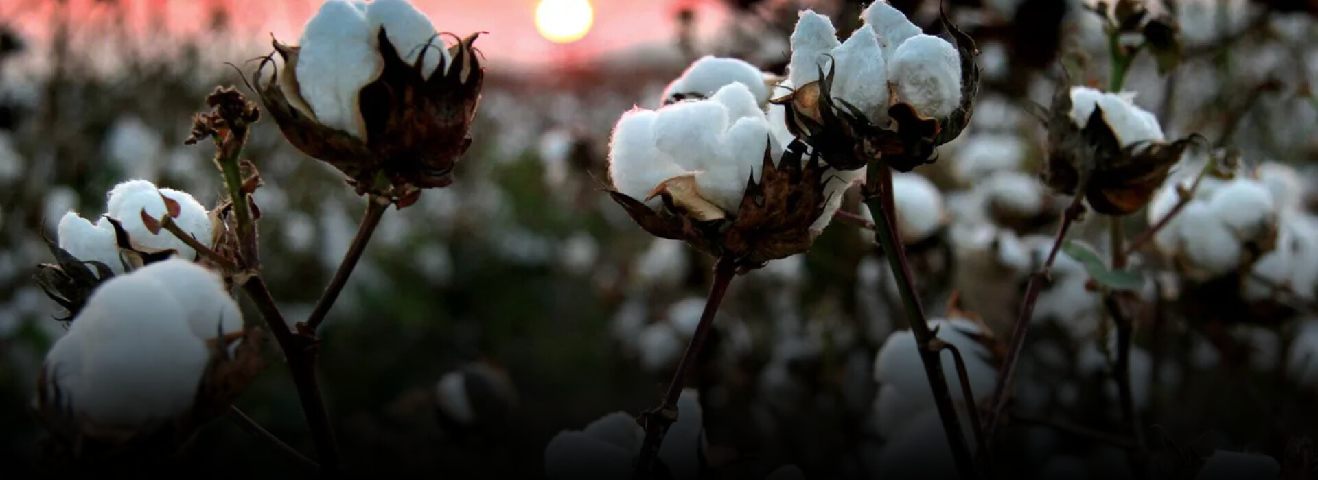 Des fleurs de coton dans un champs de coton