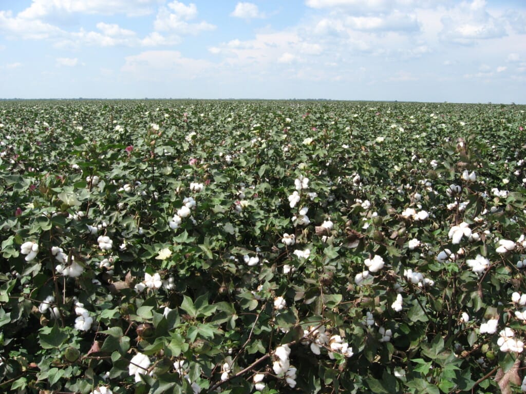 Un champ de coton en fleurs, en Louisiane.