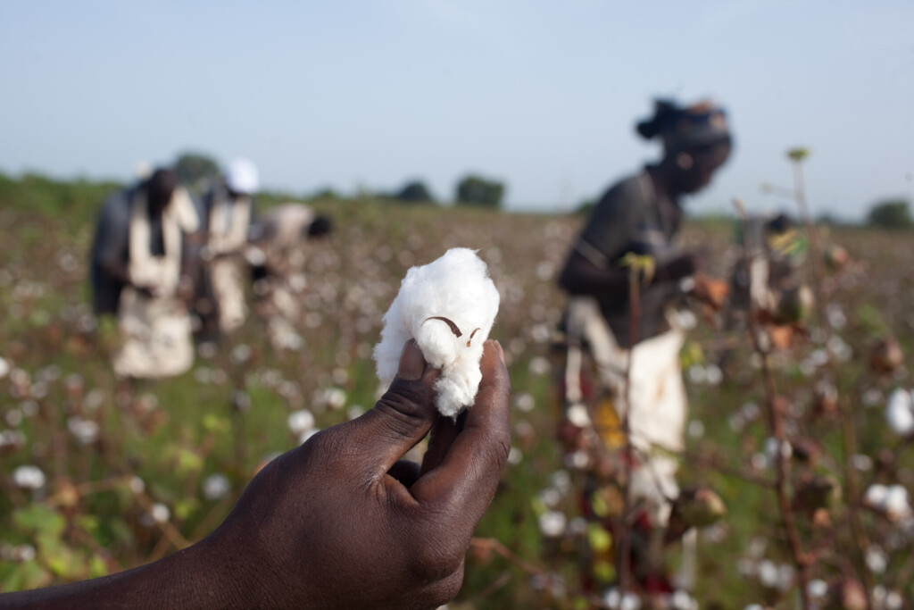 Des agriculteurs recoltent du coton en Afrique, au Senegal.