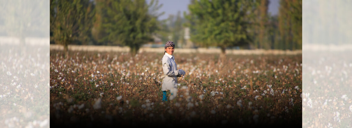 agriculteur champ coton ouzbekistan
