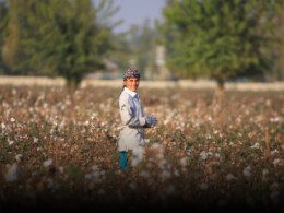 agriculteur champ coton ouzbekistan