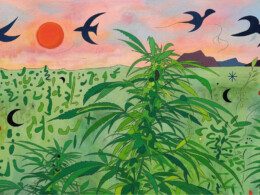 photo-champ-de-chanvre