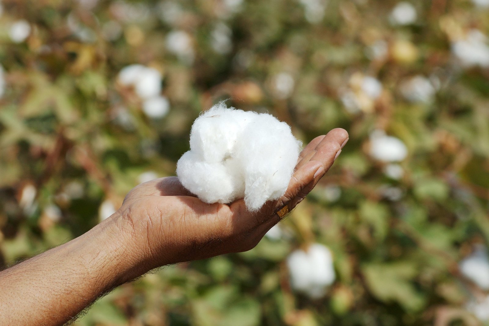 boule-de-coton