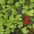 Centella-asiatica