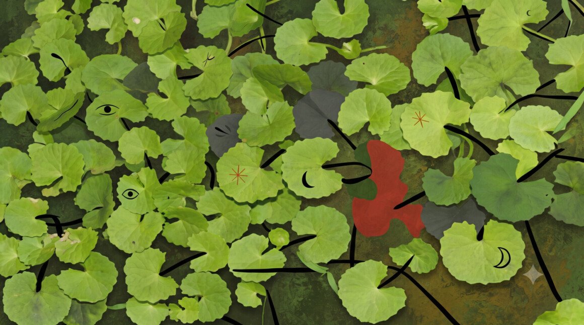 Centella-asiatica