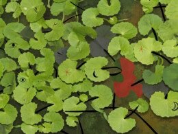 Centella-asiatica