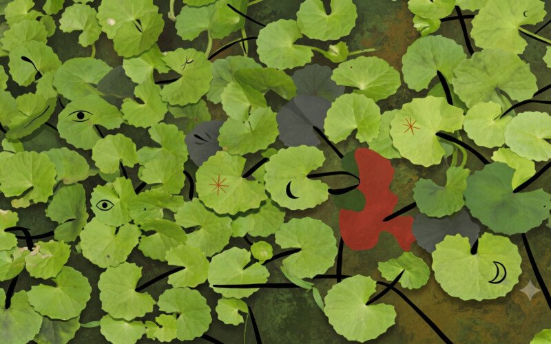 Centella-asiatica