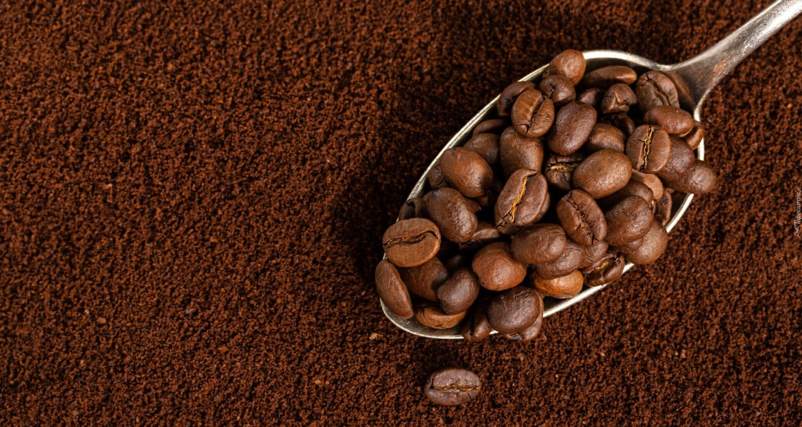 graines-de-cafe